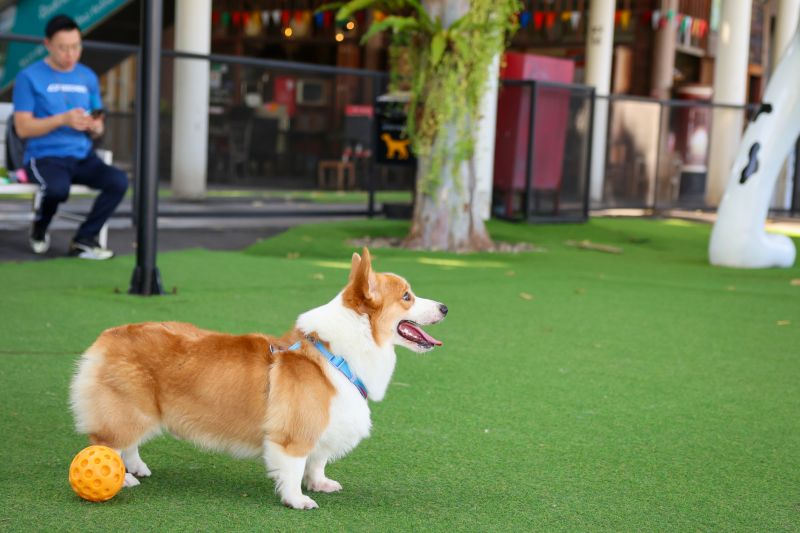 Dog Turf Installation