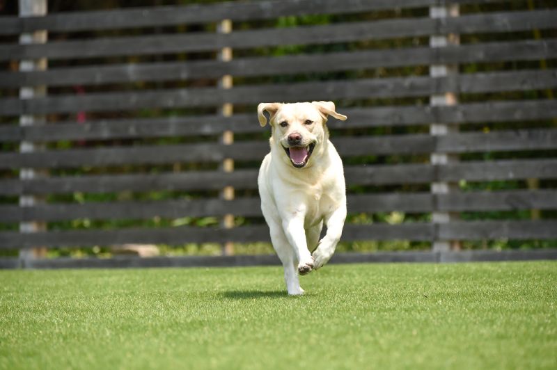 Local Dog Turf Installation pros at work